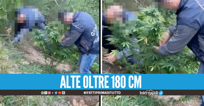 Piante di marijuana sul balcone e dietro casa, sequestro da 80mila euro in Campania