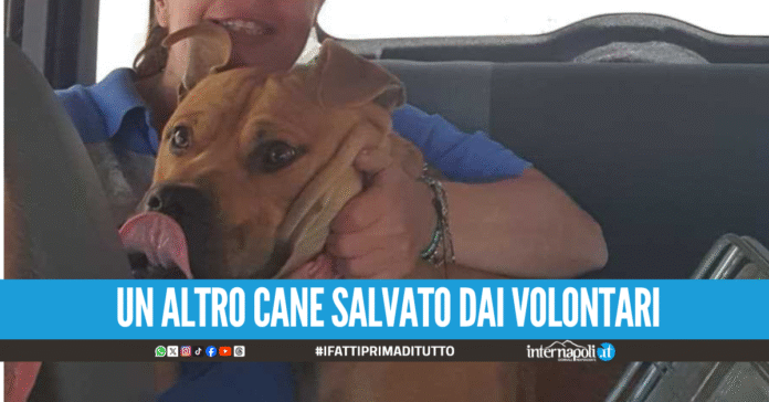 Scampia, cane costretto a vivere h24 chiuso in una gabbia