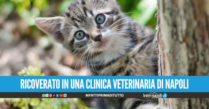 Vergogna in Campania, lancia un gattino dall'auto in corsa e scappa