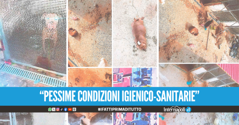 Allevamento lager a Castel Volturno: Carcasse di cani, scarafaggi e ratti