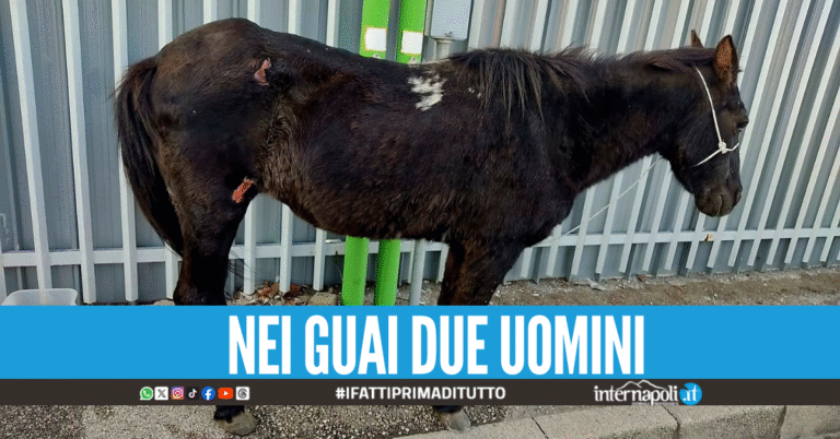 Arzano. Cavallo trascinato con una corda a terra dall'auto, salvato dalla polizia locale