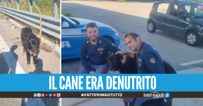Cane abbandonato e legato sulla Nola-Villa Literno, salvato dalla Stradale