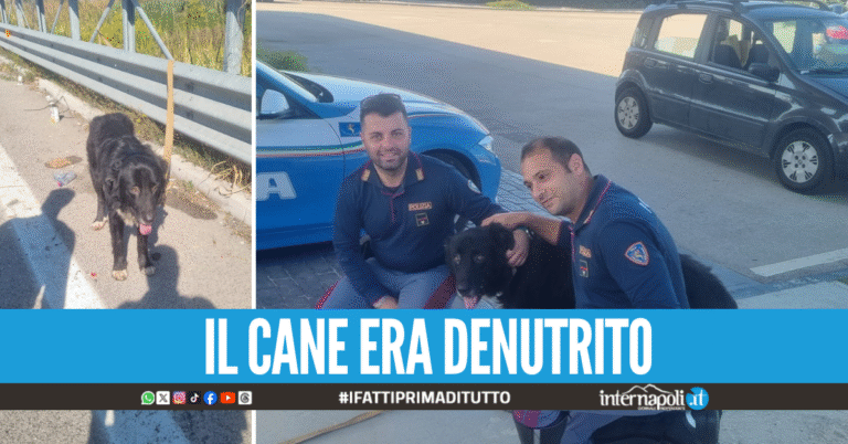 Cane abbandonato e legato sulla Nola-Villa Literno, salvato dalla Stradale