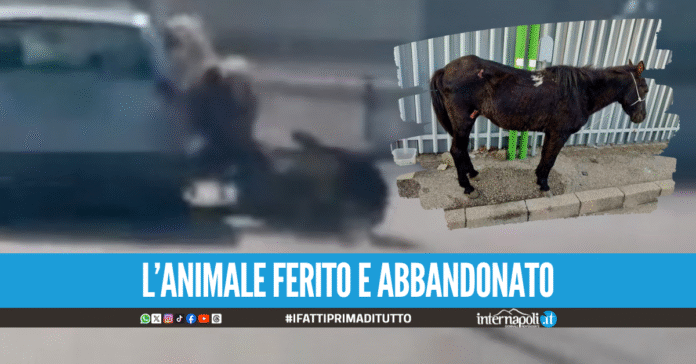 Cavallo trainato da un'auto ad Arzano, denunciato ex consigliere comunale