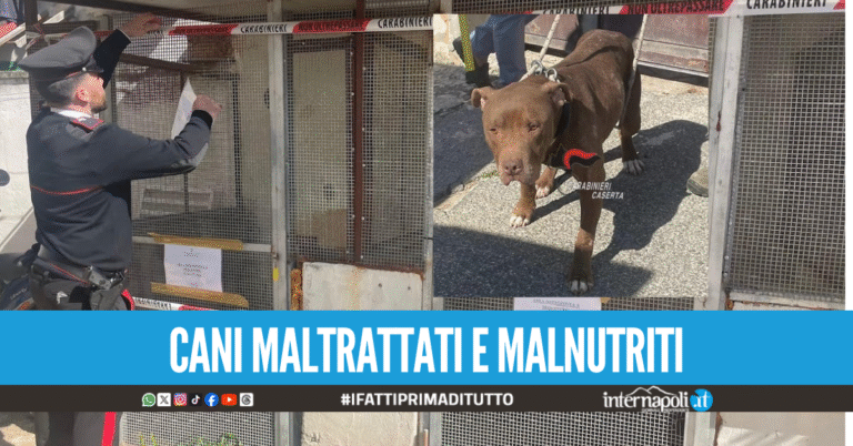 Box lager per cani sul litorale Domizio, blitz dei carabinieri