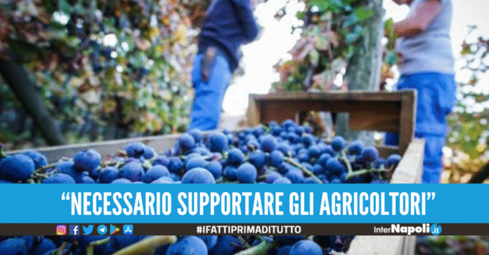 Reddito di Contadinanza, in arrivo la proposta di CIA Campania a sostegno degli agricoltori delle aree rurali