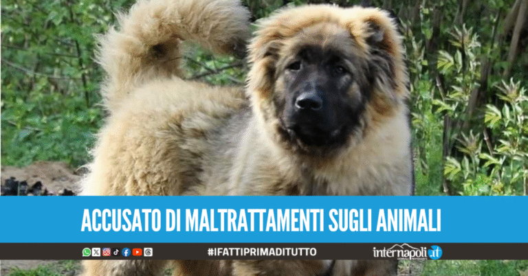 Taglia le orecchie al suo pastore del Caucaso, denunciato il proprietario