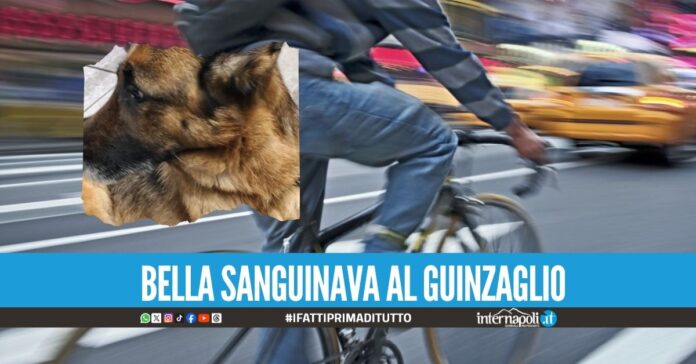 Vergogna nel Napoletano, trascina il cane alla catena per 6 km