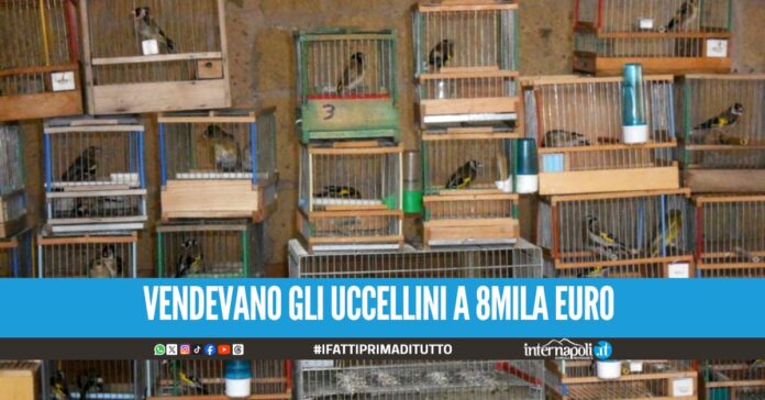 Sgominata la banda dei 'cardellini', il capo arrestato nel Napoletano