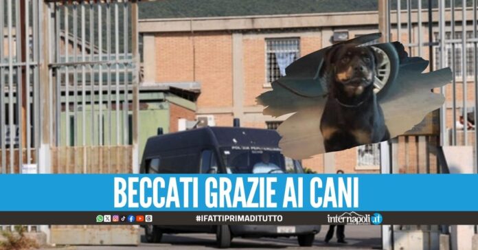 Hashish nascosto nelle parti intime, ragazza bloccata nel carcere di Salerno