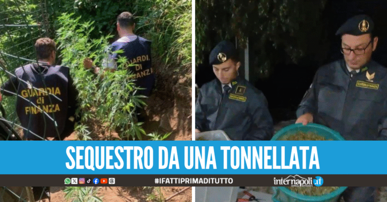 Una fabbrica della cannabis tra le montagne, blitz della Finanza nella "Giamaica" dei Monti Lattari
