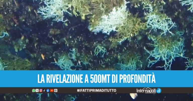 Tesori nel Golfo di Napoli, scoperta una grande scogliera corallina