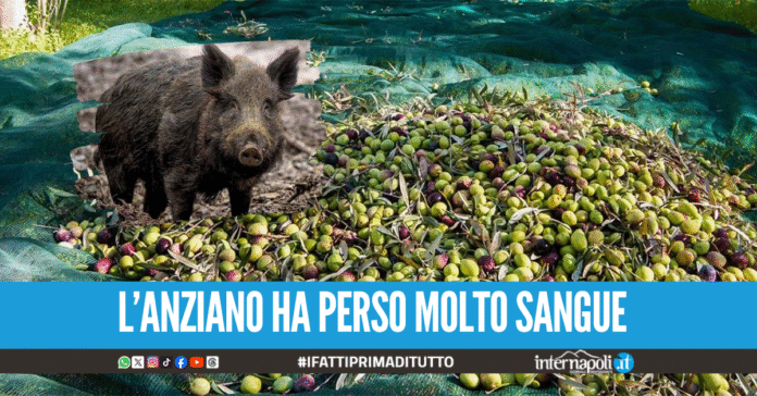 Aggredito dal cinghiale mentre raccoglie le olive, 80enne finisce in ospedale