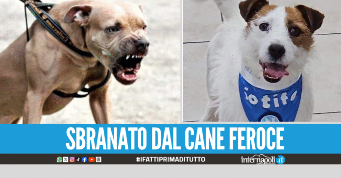 Orrore a Napoli. Il cane tifoso Marek aggredito e ucciso da pitbull a Marianella