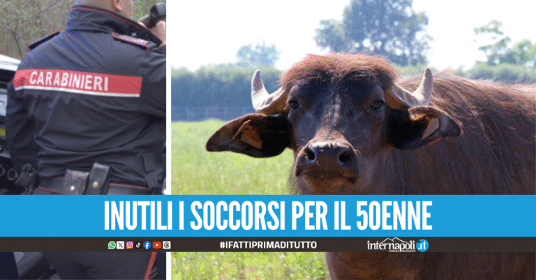 Tragedia in un'azienda agricola nel Casertano, operaio travolto e ucciso da una bufala