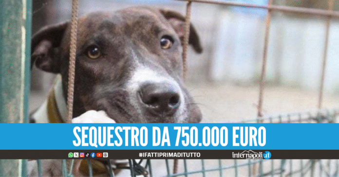 Canile abusivo in una casa del litorale Domizio, 22 cuccioli tra rifiuti ed escrementi