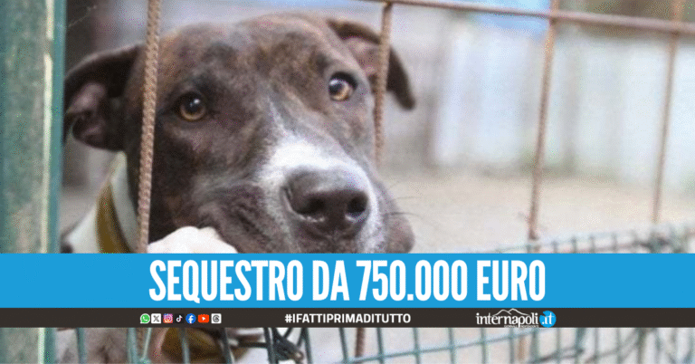 Canile abusivo in una casa del litorale Domizio, 22 cuccioli tra rifiuti ed escrementi