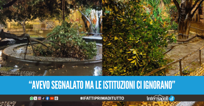 Paura in piazzetta Orientale a Napoli, crollano due alberi fuori al 