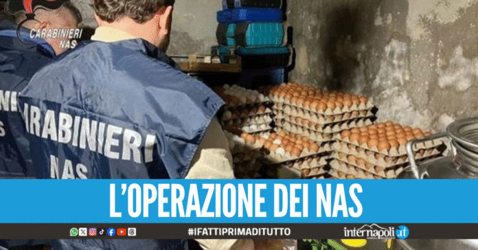 Deposito di alimenti abusivo in casa a Caserta: maxi sequestro di uova, miele e olio
