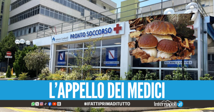 Record di intossicazioni da funghi velenosi, 25 casi in cinque giorni al Cardarelli