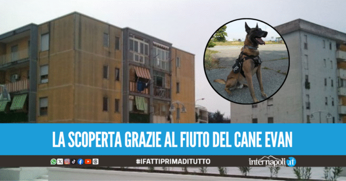 Centrale dello spaccio in casa a Torre Annunziata, arrestato pusher 24enne