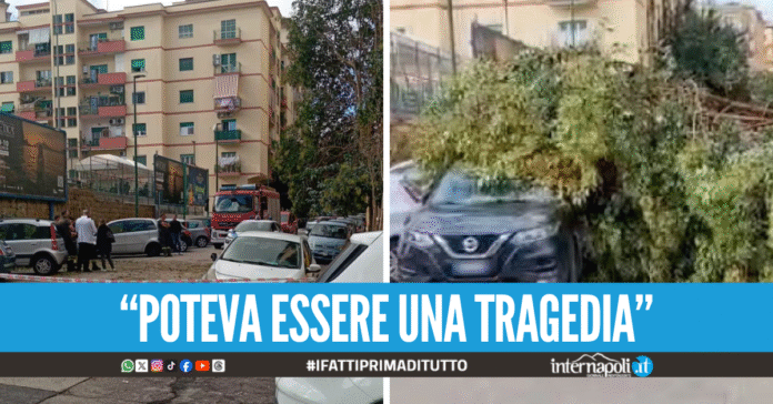 Albero crolla e schiaccia le auto in sosta, attimi di paura al Vomero