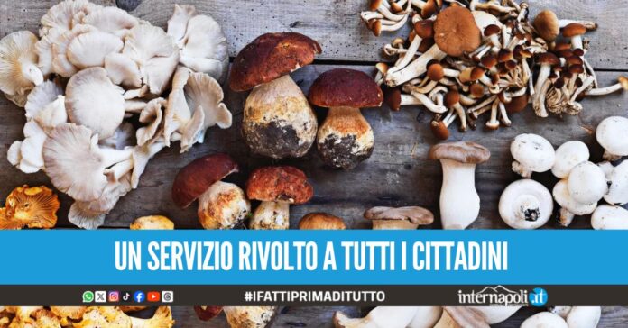 Commestibilità dei funghi, prevenzione e controlli gratuiti presso l'Asl Napoli 1