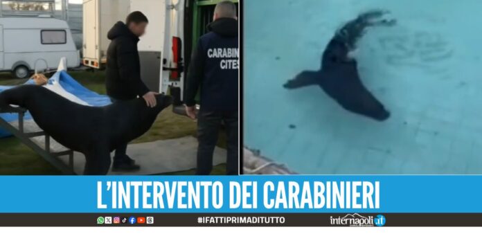 Dal parcheggio di Verona allo zoo di Napoli, salvato leone marino