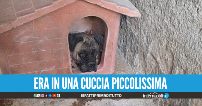 Maltrattato e lasciato in un cumulo di sporcizia, cane salvato nel Casertano