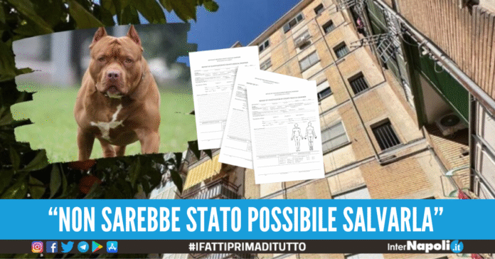 neonata pitbull acerra autopsia