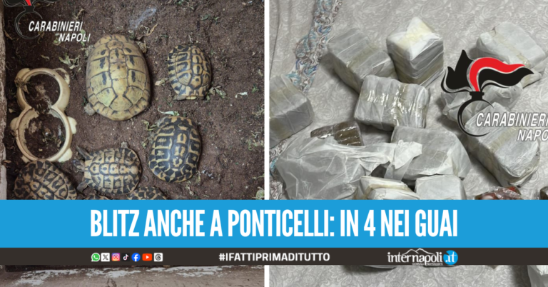 Casalinga insospettabile arrestata nel Napoletano in casa 13 Kg di droga