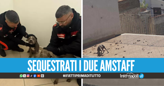 Nola. Fuggono con i cani dopo la segnalazione di abbandono, gli animali ritrovati dopo l'indagine-lampo