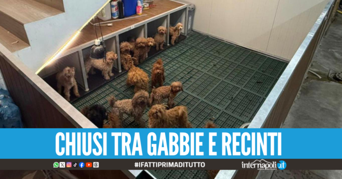 Allevamento abusivo di cani e gatti di lusso a Parete, denunciati i proprietari