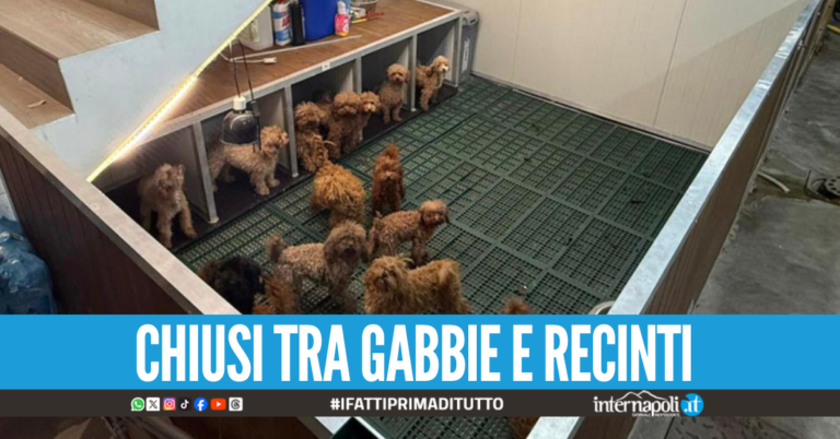 Allevamento abusivo di cani e gatti di lusso a Parete, denunciati i proprietari