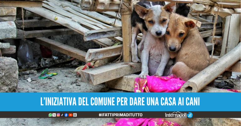 "Un trovatello sotto l'albero": 4 incontri a Napoli per sensibilizzare l'adozione di cani