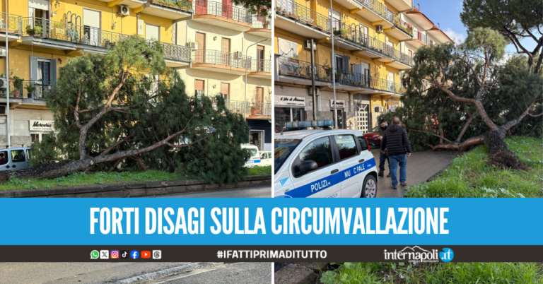 Tragedia sfiorata a Villaricca, albero cade sulla Circumvallazione esterna