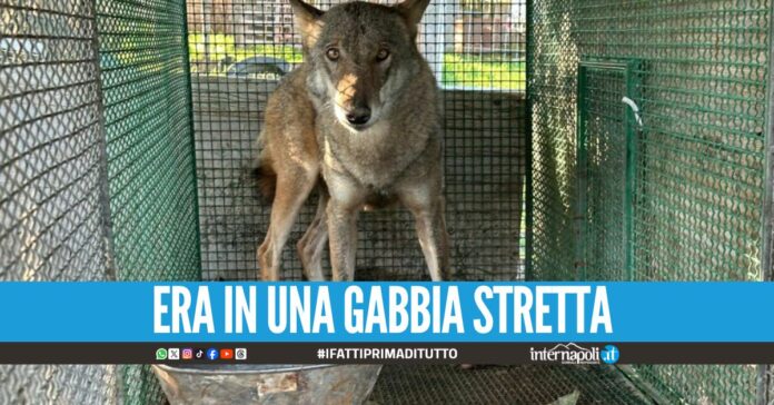 Un lupo in gabbia spunta nel blitz contro il clan della Sacra Corona Unita