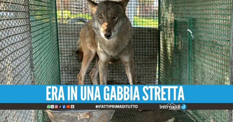 Un lupo in gabbia spunta nel blitz contro il clan della Sacra Corona Unita