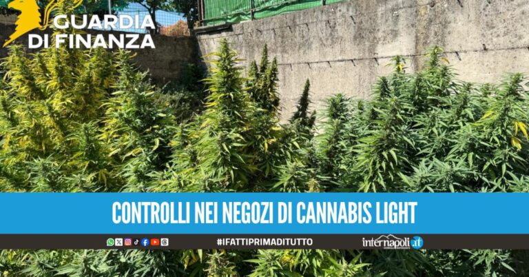 Sequestrati 45 kg di marijuana tra Salerno e Napoli, c'è un arresto