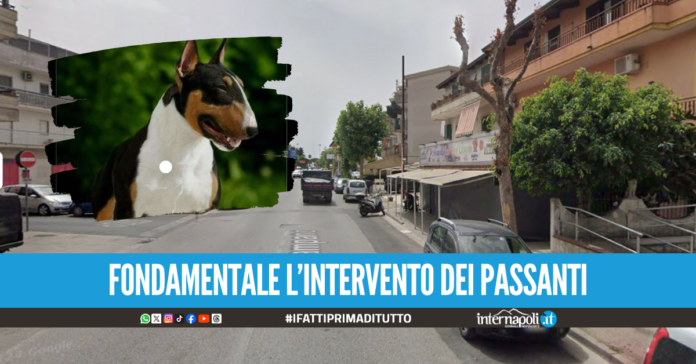 Paura a Qualiano, Bull terrier aggredisce cagnolino e morde la padrona