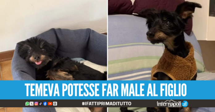 Lancia il cagnolino del vicino nel vuoto, l'animale muore dopo ore di agonia