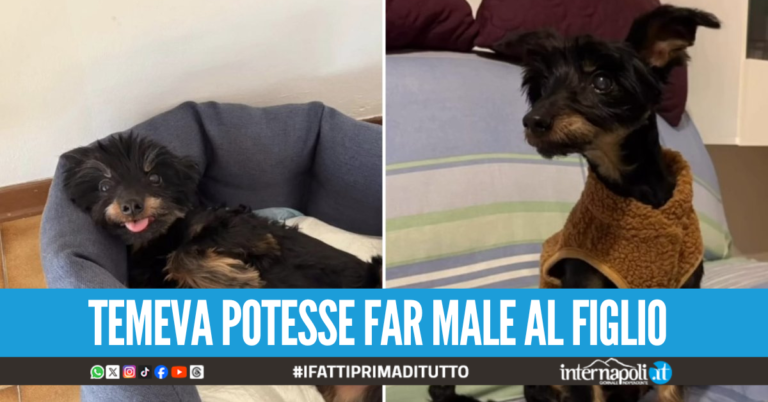 Lancia il cagnolino del vicino nel vuoto, l'animale muore dopo ore di agonia