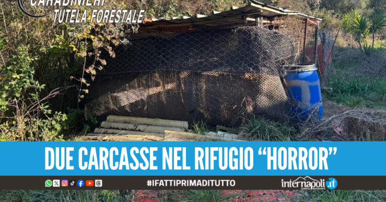 Orrore nel Casertano, cani lasciati senz'acqua né cibo divorano quelli già morti
