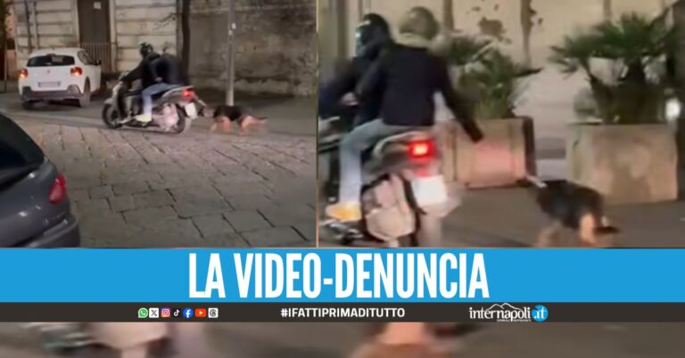 Cane trascinato al guinzaglio nelle strade di Ercolano, la denuncia di Borrelli