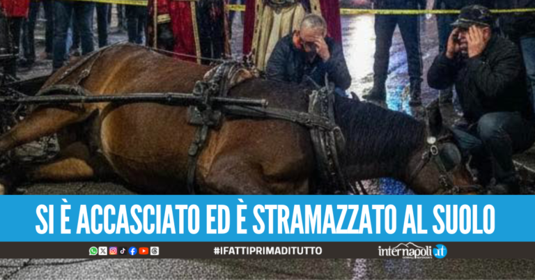 Nocera Inferiore, cavallo muore durante la sfilata del corteo storico ma la manifestazione prosegue