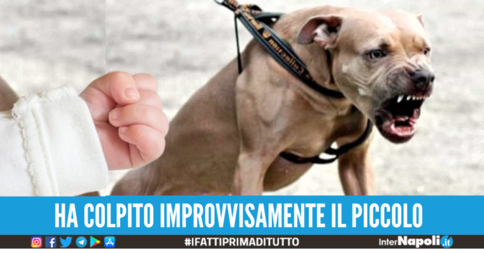 bimbo pitbull scafati
