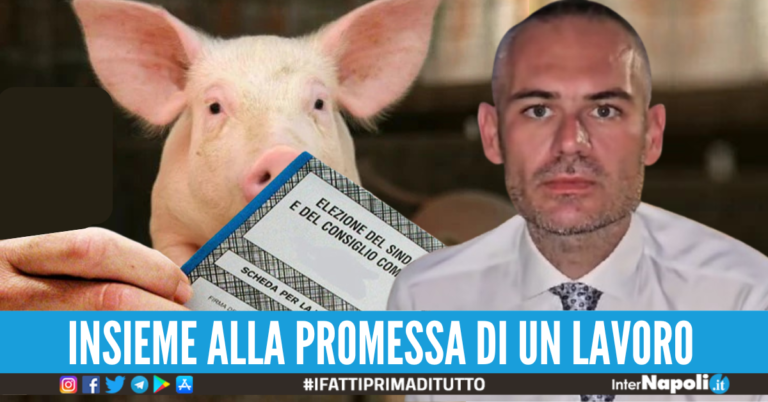 scambio di voti maiale