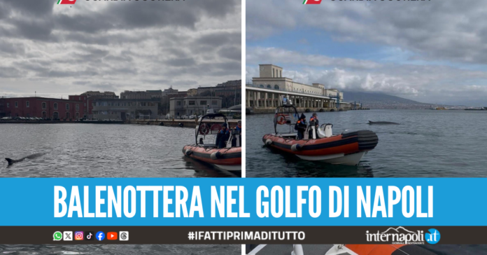 Sorpresa nel porto di Napoli, avvistata una balenottera presso il molo Beverello