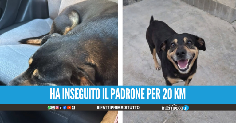 La storia di Diego, il cucciolo che ha inseguito l’ambulanza con il suo padrone a bordo