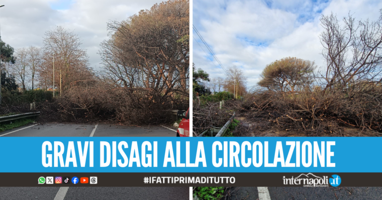 I danni del maltempo tra Giugliano e Qualiano, albero crolla su via Ripuaria